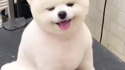 cute dog