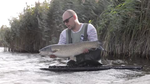 Catching And Releasing A Big Carp Fish In The Lake