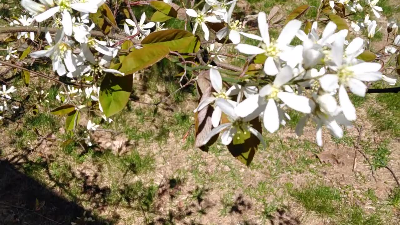 Serviceberry