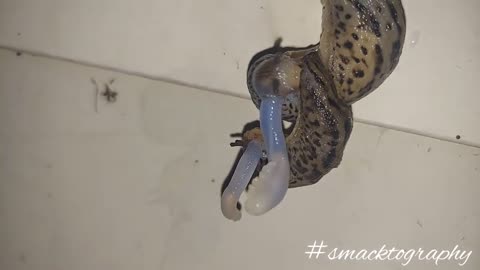 Leopard Slugs Mating #Slugs #nature #Mating #creatures