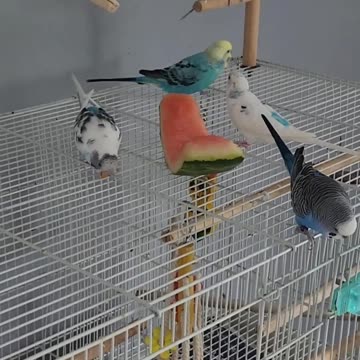 "Feathers of the Hearth: Embracing the Joy of Birds in Your Home"