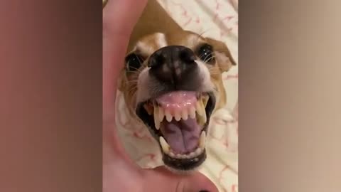 The funniest dogs you'll ever see!🤣🤣