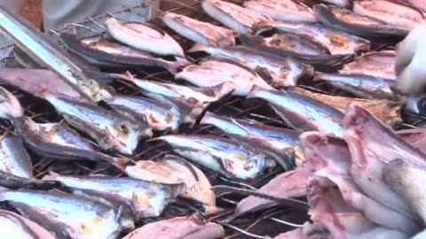 Japanese Flying Fish Catching and Processing - How to fishing Flying Fish - Fish Processing Plant