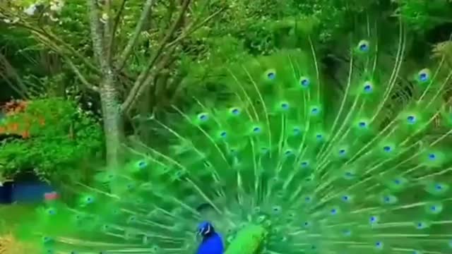 The Peacock's Charm