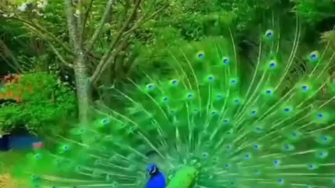 The Peacock's Charm