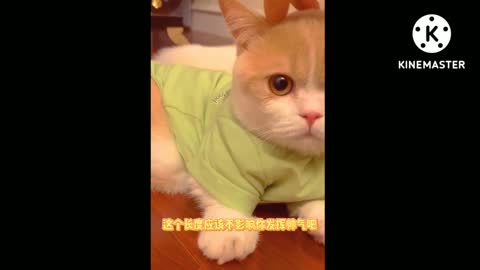 Brilliant cat. Funny cats video.