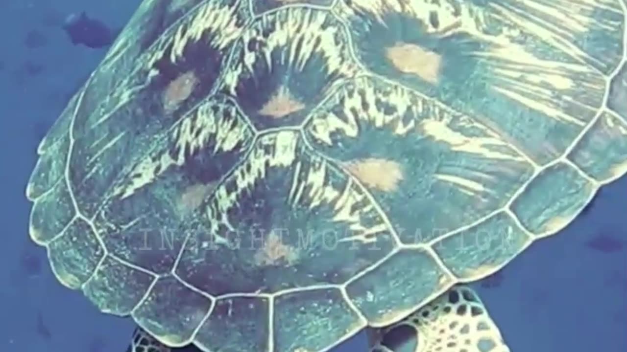 A CLOSE UP LOOK AT TURTLE