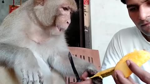 Monkey eating mango with pleasure