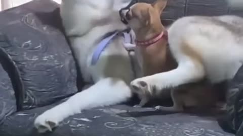 husky very naughty 🤣