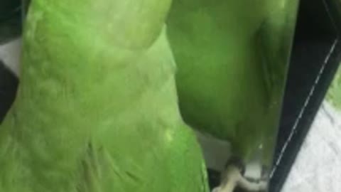 Cute Parrot Enjoys Dancing