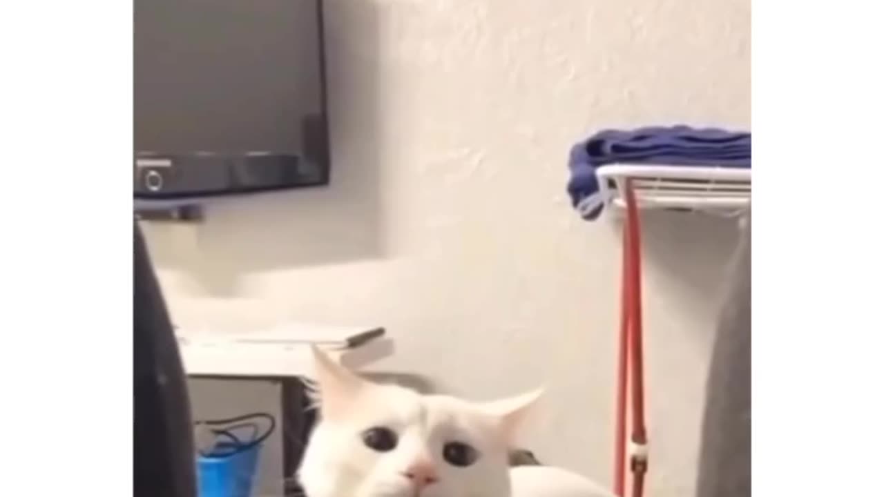#cat #funny #sayan