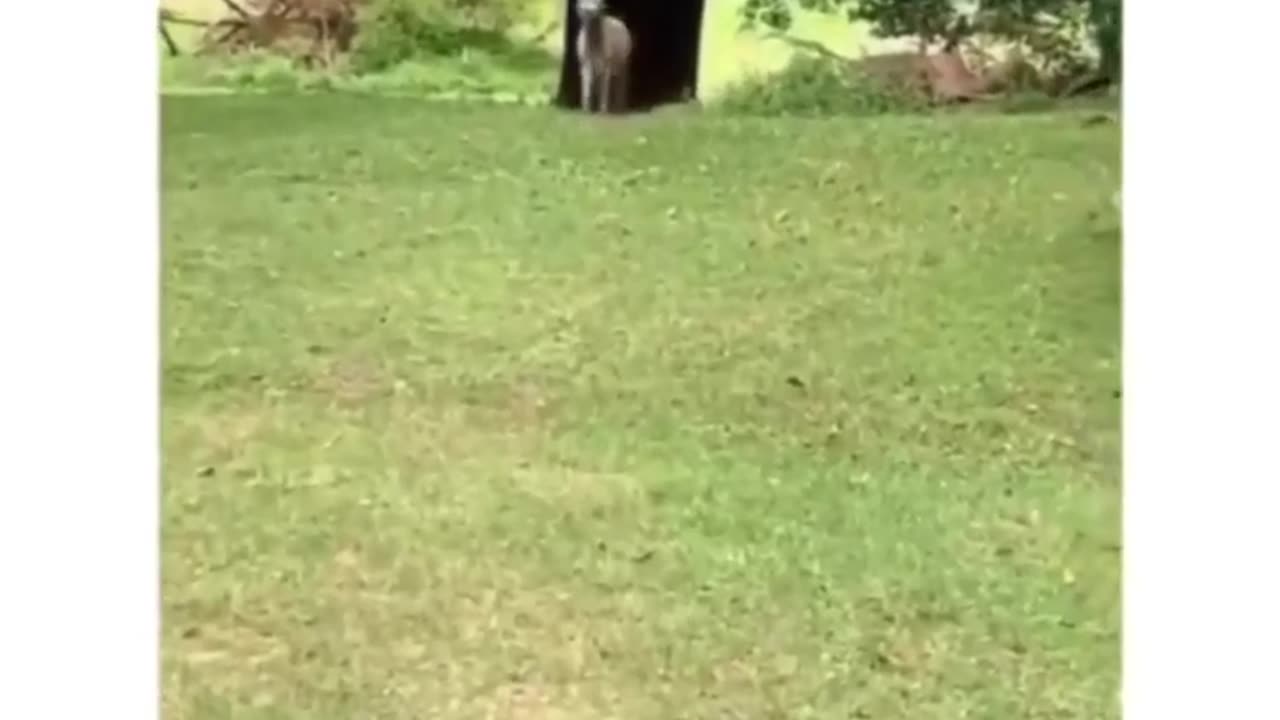 Girl funny with donkey