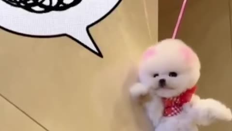 I think the dog is crying inside her head