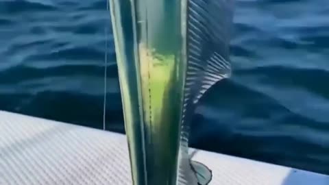 Beautiful fish! what is the name of this fish?
