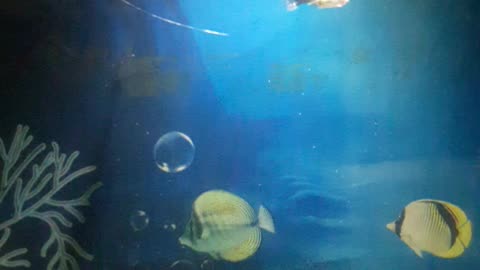 Beautiful guppies