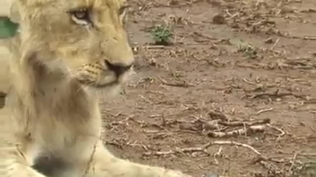 Lion and goat