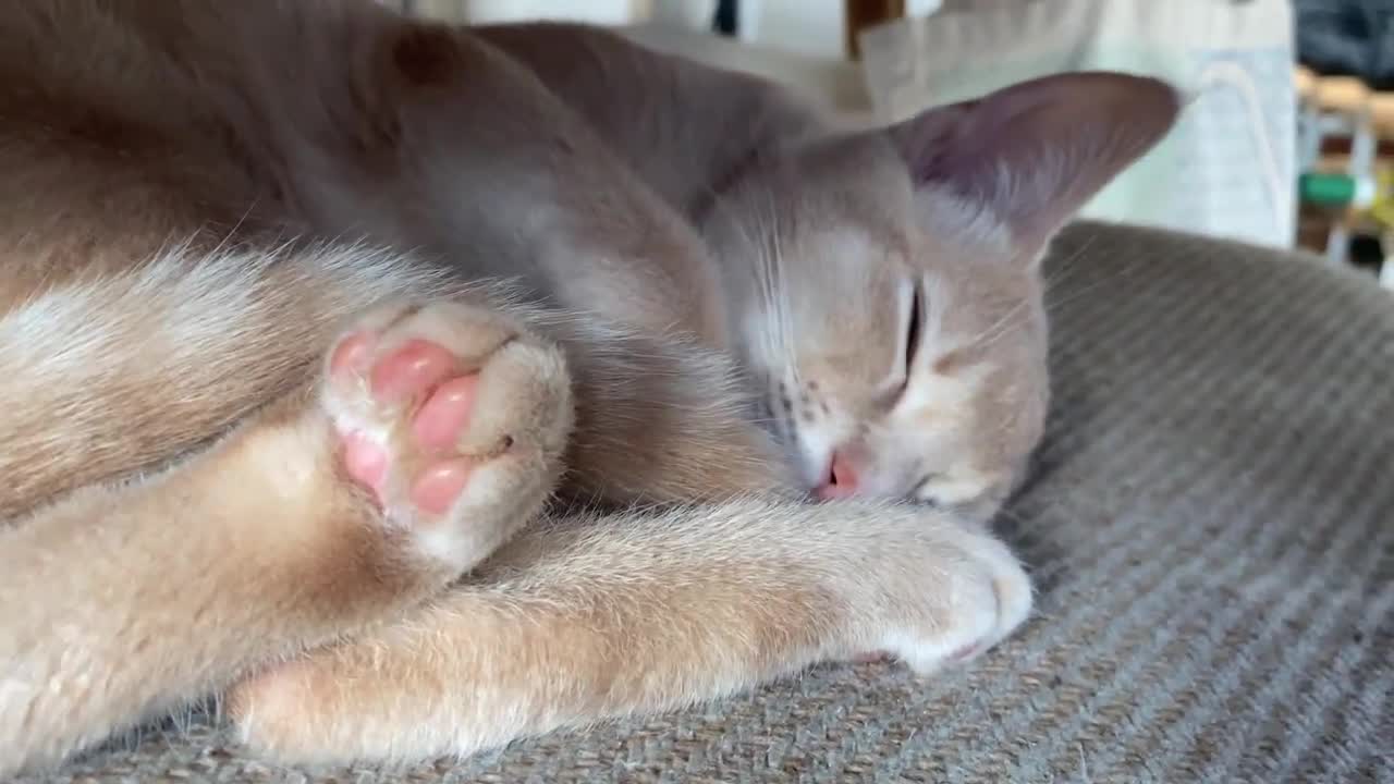 Cat loaf bumps its head and goes back to sleep