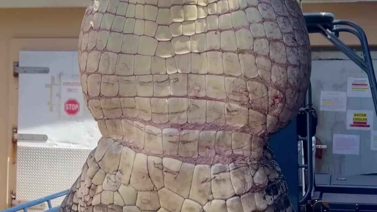 GIANT Gator! #florida #gatorhunting #viral #viralshort #viralvideo #viralshorts #fyp #fypシ