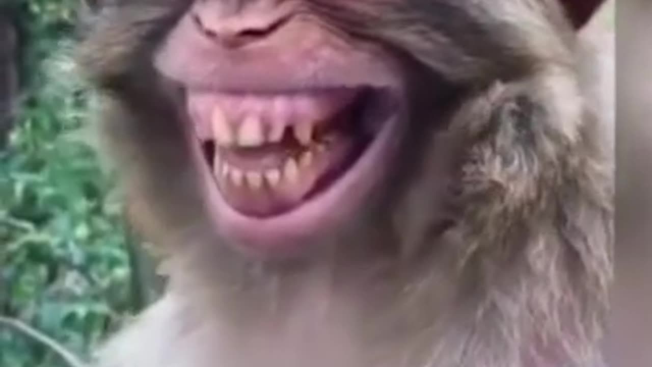 Monkey smiling Video #shorts #monkey #funny #rumble