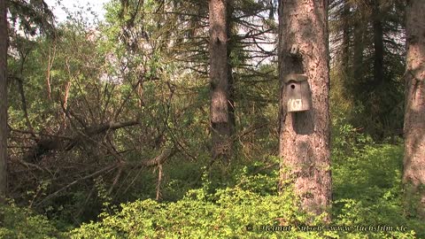 Gartenschläfer Tier des Jahres 2023 (Eliomys quercinus)