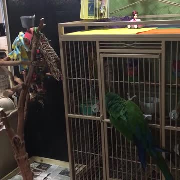 Brilliant parrot frees cockatoo from cage