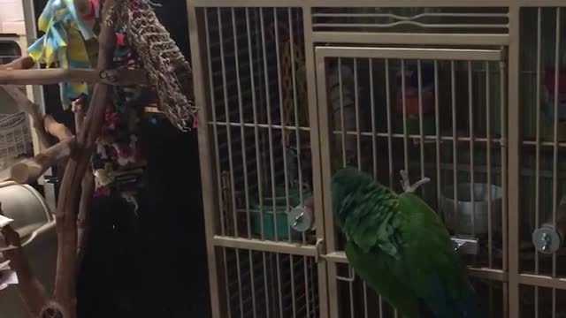 Brilliant parrot frees cockatoo from cage