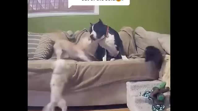 Don't Try To Stop Laughing 🤣 - Funniest Cats