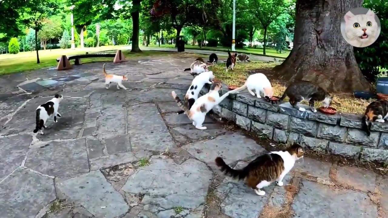 Best Cats video | Beautiful Cat Sound | Beautiful cats