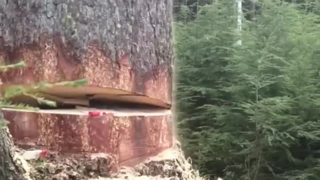 Cutting Big Tree