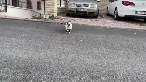 Beautiful kitten and her mother live on the street