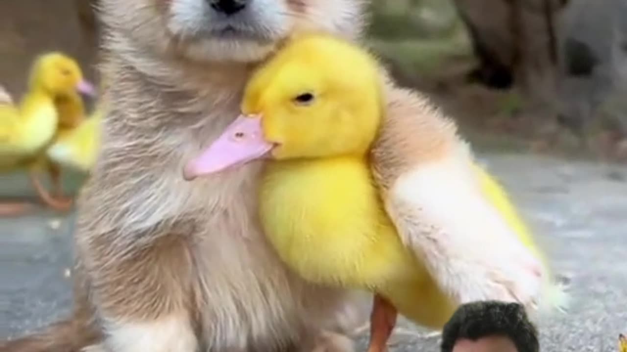 Love between dog and duck #rumble #dog #love #happy #animals #animal_life #ns_uttam_kumar_biswas