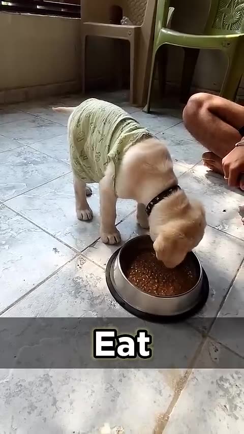 Cute_dog___Puppy_training_video___#short_#dog_#puppytraining(480p)