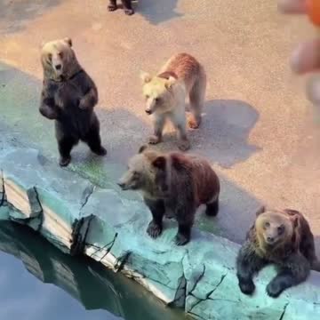 Dancing bear 🐻🤝