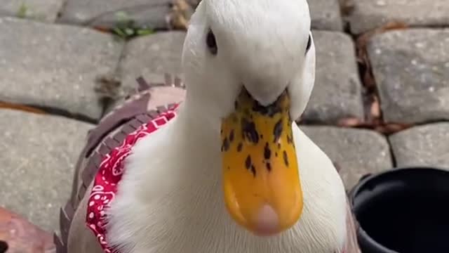 Munchkin does not want treats, just a cup of water with ice🥰🦆