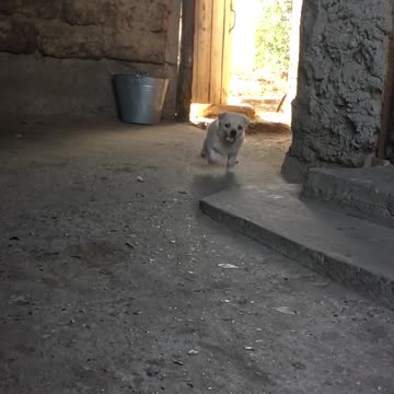 Dog at grandma's house