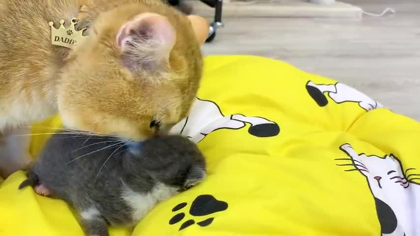 Dad cat saw a sleeping adopted kitten and came to sniff him