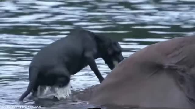 Friendship has no boundaries, incredible friendship between an elephant and a dog