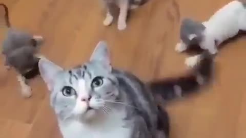 Cat funny video memes 😂🤣