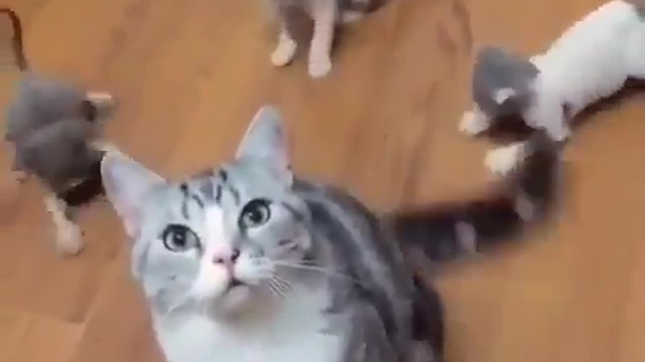 Cat funny video memes 😂🤣