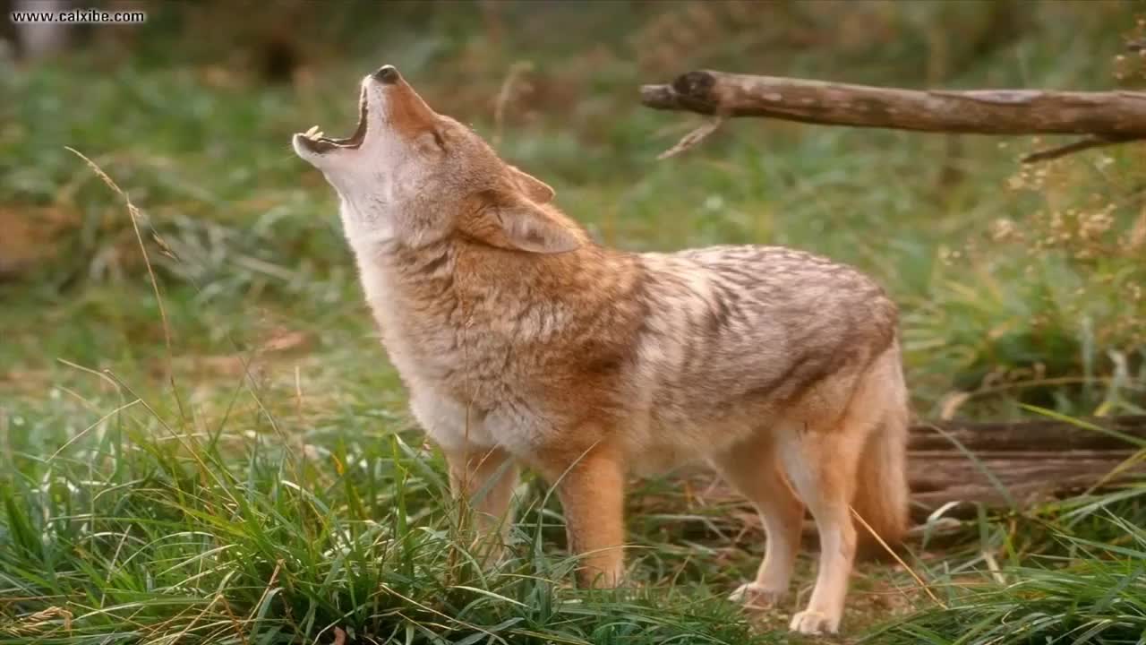 Coyote Sounds