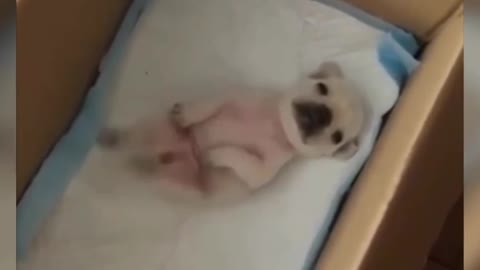 Dog Comedy Video Dog Funny video Part29 #DagShort #DogVideo