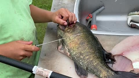 11 year old filleting a smallmouth bass