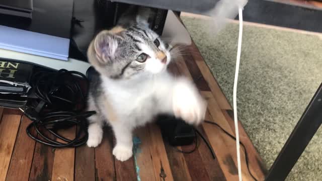 cat playing with-tape