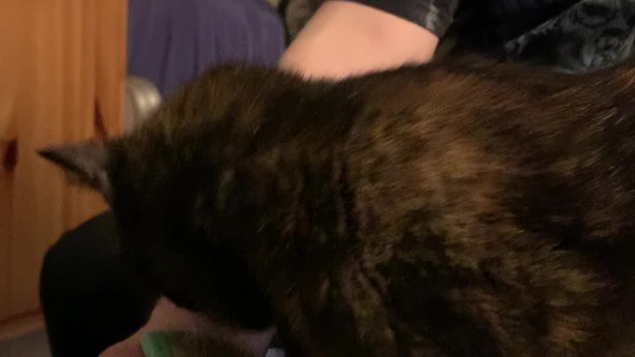 Tegan the cat loves being brushed