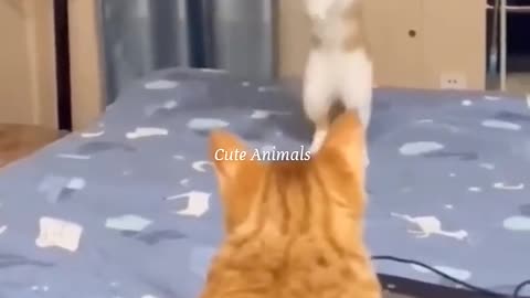 Cat funny video 😂