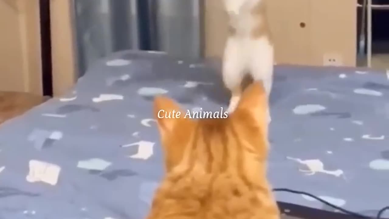 Cat funny video 😂