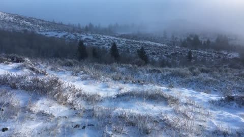 Hunting in the fog