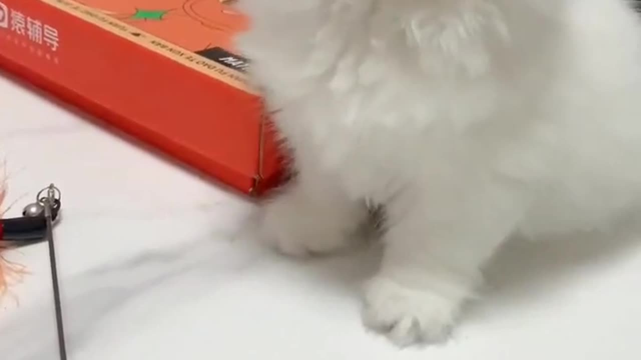 Cute Cats Beautiful Video