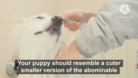 #😲How to bathe your dog 1