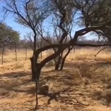 Watch a bouncy leopard leap onto the ceiling to catch a bird easily | wildlife animals
